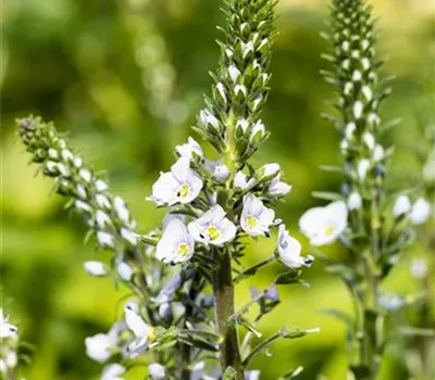 Enzianblättriger Ehrenpreis Enzianblättriger Ehrenpreis