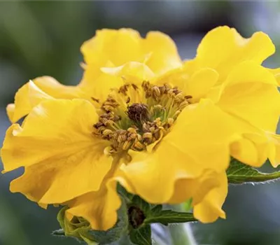 Chilenische Nelkenwurz Chilenische Nelkenwurz