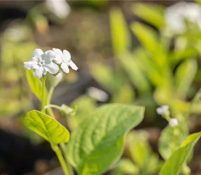 Garten-Frühlings-Gedenkemein 'Alba'