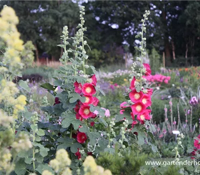 Feigenblättrige Stockrose
