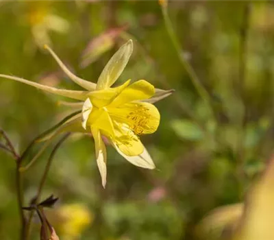 Langspornige Garten-Akelei 'Maxistar'
