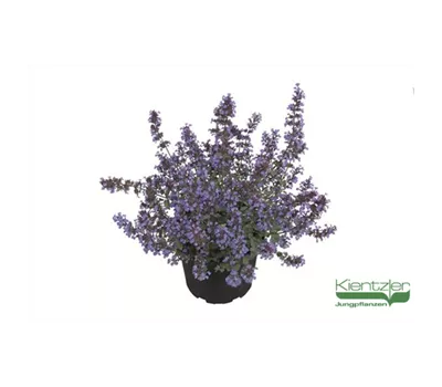 Katzenminze Katzenminze