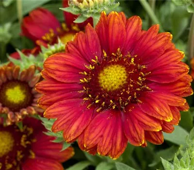 Großblumige Kokardenblume