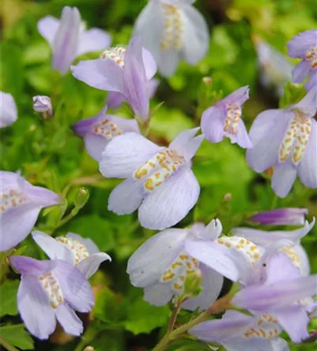 Lippenmäulchen Lippenmäulchen