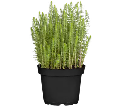 Gewöhnlicher Tannenwedel