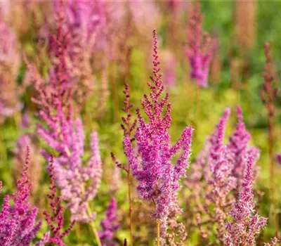 Lanzen-Astilbe 'Purpurlanze'