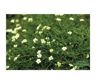 Sternmoos 'Irish Moss'