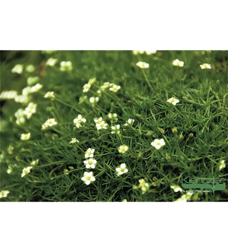 Sternmoos 'Irish Moss' Sternmoos 'Irish Moss'