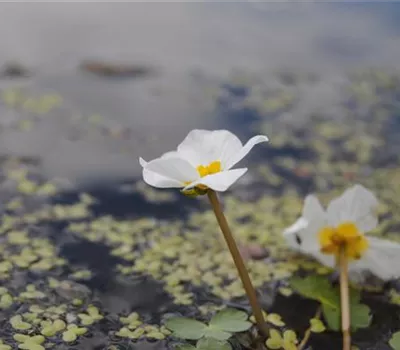 Hydrocharis morsus-ranae