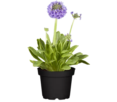 Kugelig blühende Schlüsselblume