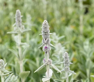 Matten-Woll-Ziest 'Silky Fleece'