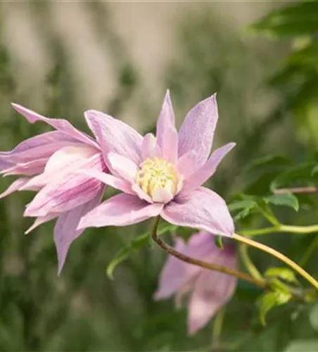 Akelei-Waldrebe 'Markham´s Pink'