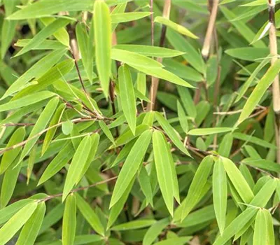 Bambus 'Volcano' Bambus 'Volcano'