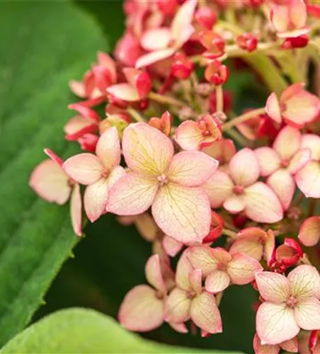 Ballhortensie 'Ruby Annabelle'® Ballhortensie 'Ruby Annabelle'®