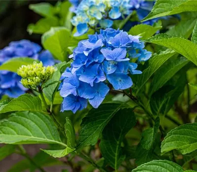 Bauernhortensie 'Belle Seduction'® Bauernhortensie 'Belle Seduction'®