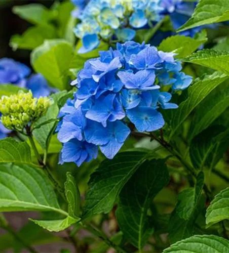 Bauernhortensie 'Belle Seduction'® Bauernhortensie 'Belle Seduction'®