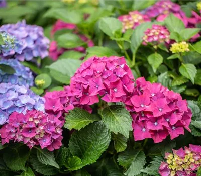 Bauernhortensie 'Forever & Ever'®, rot Bauernhortensie 'Forever & Ever'®, rot