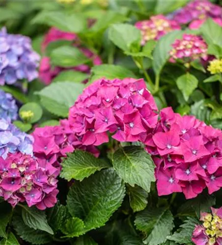 Bauernhortensie 'Forever & Ever'®, rot Bauernhortensie 'Forever & Ever'®, rot