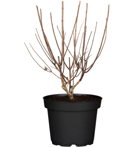 Bauernhortensie 'Forever & Ever'®, weiß Bauernhortensie 'Forever & Ever'®, weiß