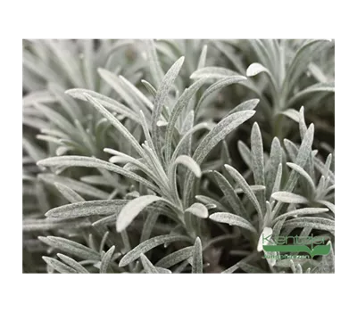 Turkestan-Strohblume