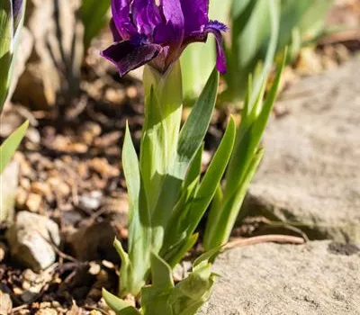 Zwergige Garten-Schwertlilie 'Cherry Garden'