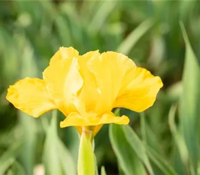 Zwergige Garten-Schwertlilie 'Orange Caper' Zwergige Garten-Schwertlilie 'Orange Caper'
