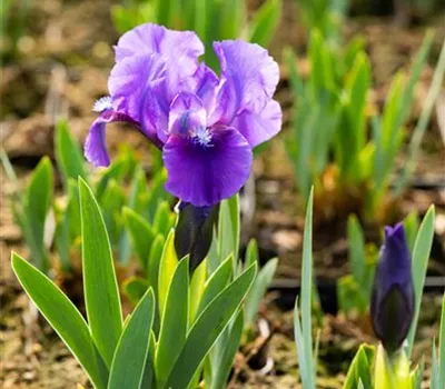 Zwergige Garten-Schwertlilie 'Truly'