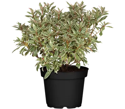 Japanische Azalee 'Silver Sword'