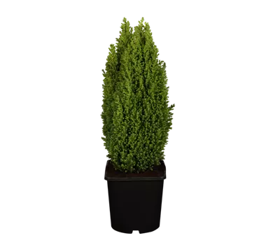 Gartenzypresse 'Ellwood´s Gold Pillar' Gartenzypresse 'Ellwood´s Gold Pillar'
