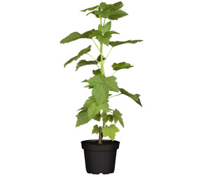 Johannisbeere 'Silvergieters Schwarze'