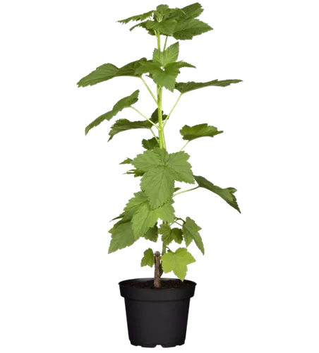 Johannisbeere 'Silvergieters Schwarze'