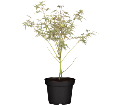 Fächerahorn 'Beni-shichi-henge'