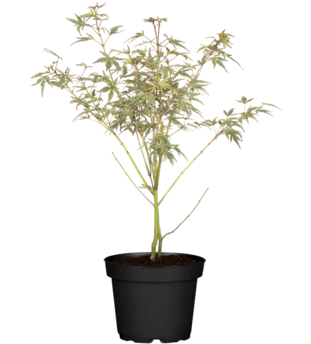 Fächerahorn 'Beni-shichi-henge' Fächerahorn 'Beni-shichi-henge'