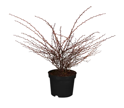 Berberitze 'Orange Dream'