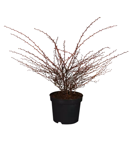 Berberitze 'Orange Dream' Berberitze 'Orange Dream'