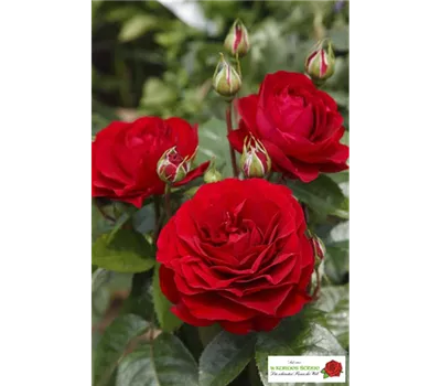 Beetrose 'Bordeaux'® Beetrose 'Bordeaux'®