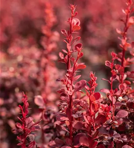 Berberitze 'Orange Rocket'® Berberitze 'Orange Rocket'®