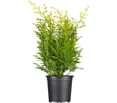 Gelbe Mooszypresse 'Plumosa Aurea' Gelbe Mooszypresse 'Plumosa Aurea'
