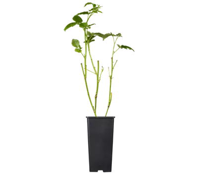 Brombeere 'Black Satin'