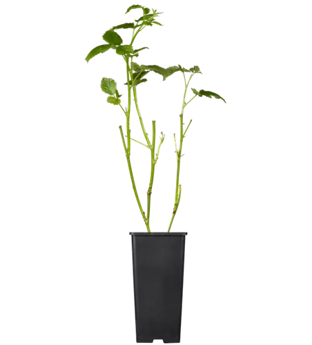 Brombeere 'Black Satin'