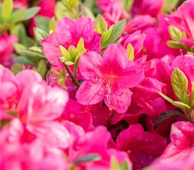 Japanische Azalee 'Little Red'