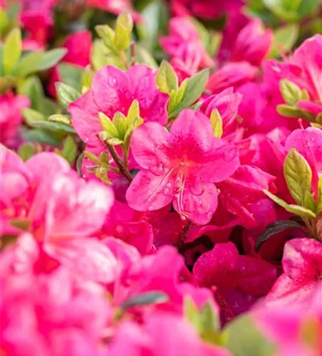 Japanische Azalee 'Little Red'