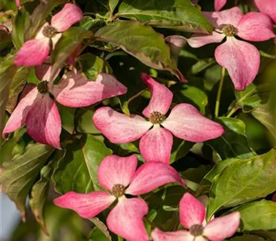 Japanischer Blumen-Hartriegel 'Scarlet Fire'®