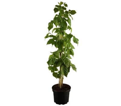 Himbeere 'Autumn Bliss'(s)