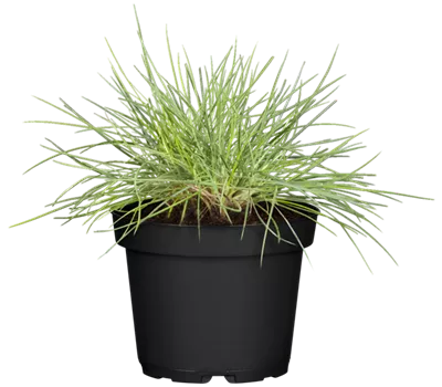 Blau-Schwingel 'Elijah Blue'