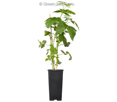 Himbeere 'Golden Everest'