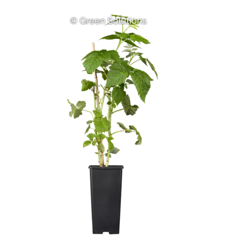 Himbeere 'Golden Everest'