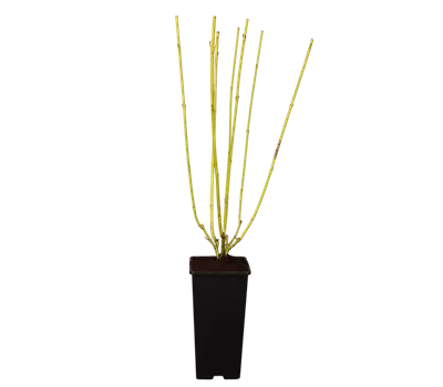 Gelbholz-Hartriegel 'Flaviramea'