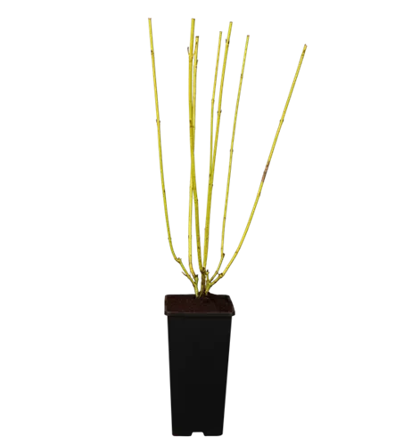 Gelbholz-Hartriegel 'Flaviramea' Gelbholz-Hartriegel 'Flaviramea'