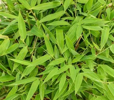 Gartenbambus 'Moontears'® Gartenbambus 'Moontears'®